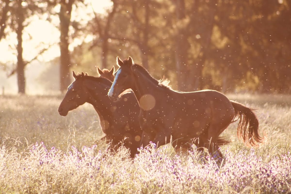 Most Iconic Horse Racing Anthems