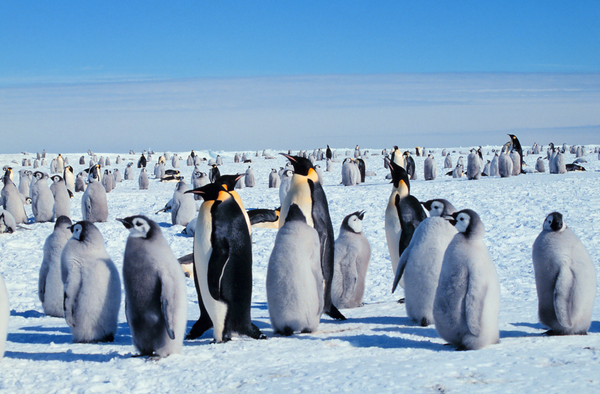 6 ANIMALS WHO LOVE OPERA MORE THAN PENGUINS